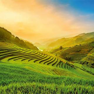 Rice terrace wallpaper