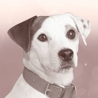 Wishbone wallpaper