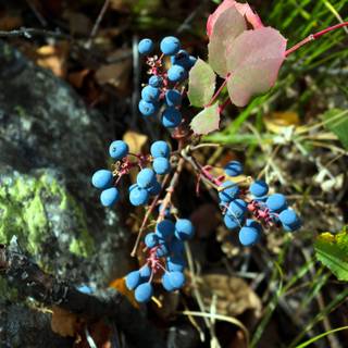 Huckleberry wallpaper