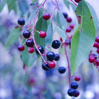 Huckleberry wallpaper