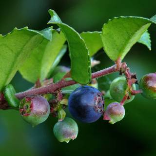 Huckleberry wallpaper