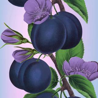 Huckleberry wallpaper