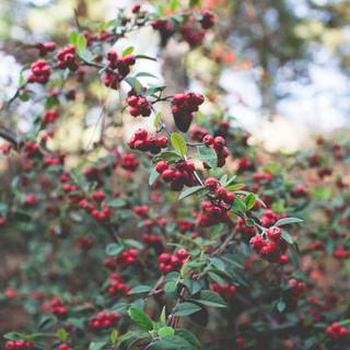 Huckleberry wallpaper