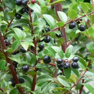 Huckleberry wallpaper