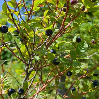 Huckleberry wallpaper