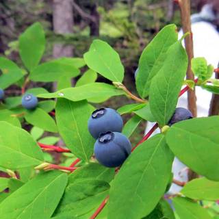 Huckleberry wallpaper