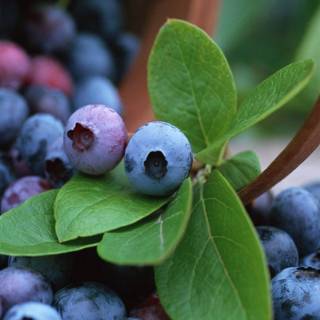 Huckleberry wallpaper