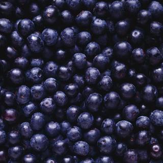 Huckleberry wallpaper