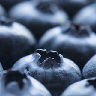 Huckleberry wallpaper