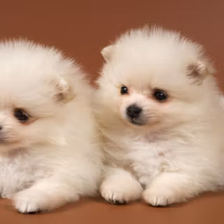 Small dog wallpaper