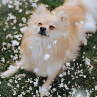 Small dog wallpaper