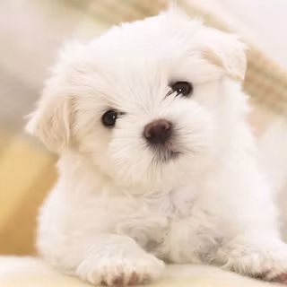 Small dog wallpaper