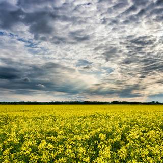 Sunny field wallpaper