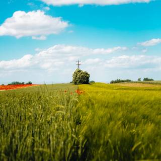 Sunny field wallpaper