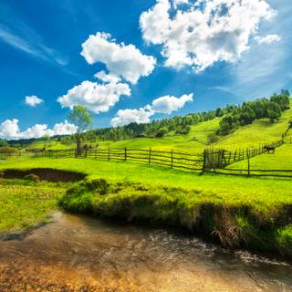 Sunny field wallpaper