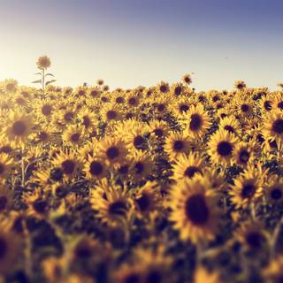 Sunny field wallpaper