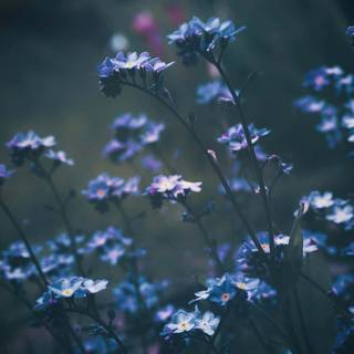 Aesthetic dark blue wallpaper