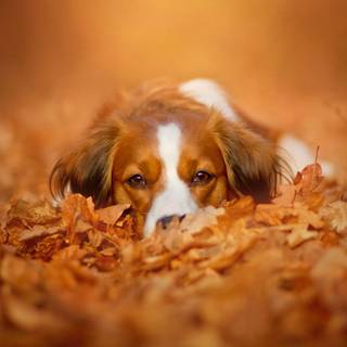 Cozy autumn dogs wallpaper
