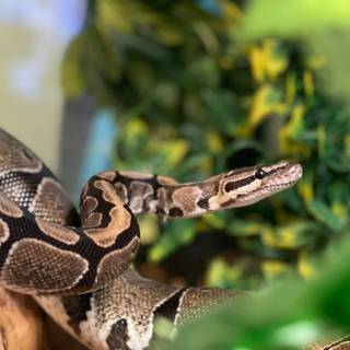 Icon Python 4k wallpaper