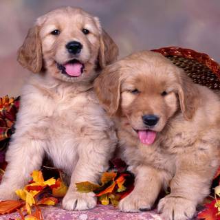 Cozy autumn dogs wallpaper