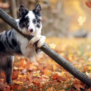 Cozy autumn dogs wallpaper