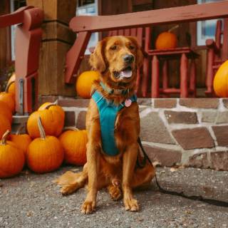 Cozy autumn dogs wallpaper