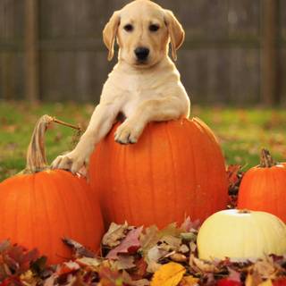 Cozy autumn dogs wallpaper
