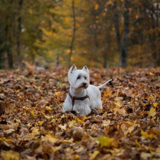 Cozy autumn dogs wallpaper
