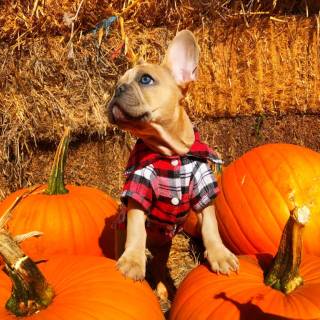 Cozy autumn dogs wallpaper