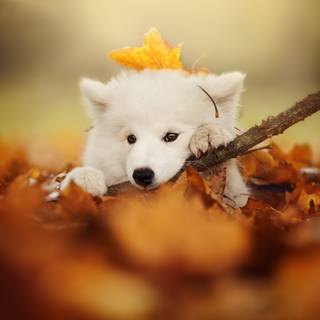 Cozy autumn dogs wallpaper