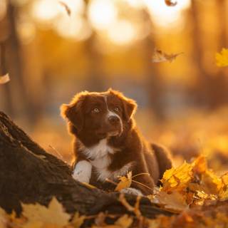 Cozy autumn dogs wallpaper