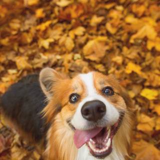 Cozy autumn dogs wallpaper
