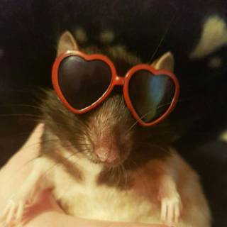 Preppy rats wallpaper