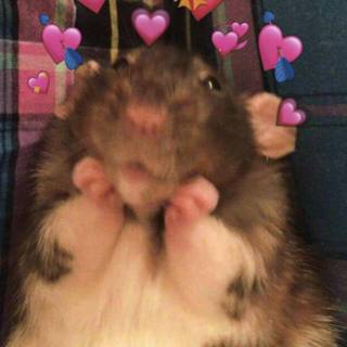 Preppy rats wallpaper
