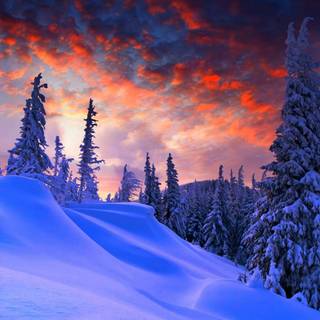 Winter forest ultrawide wallpaper