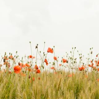 Flowers laptop wallpaper