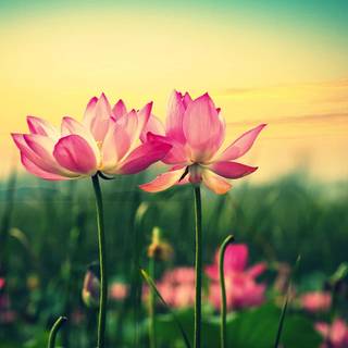 Flowers laptop wallpaper