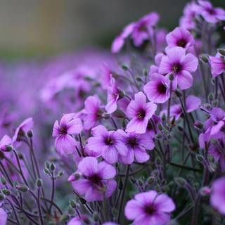 Flowers laptop wallpaper