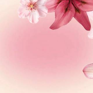 Flowers laptop wallpaper