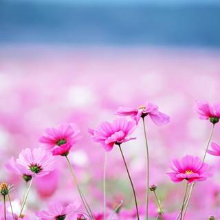 Flowers laptop wallpaper