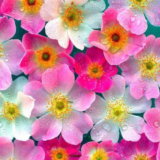 Flowers laptop wallpaper
