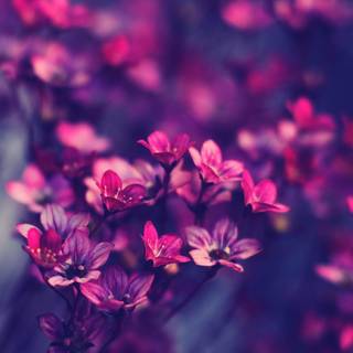 Flowers laptop wallpaper