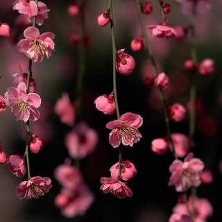 Flowers laptop wallpaper