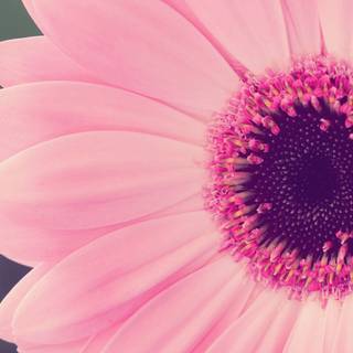 Flowers laptop wallpaper