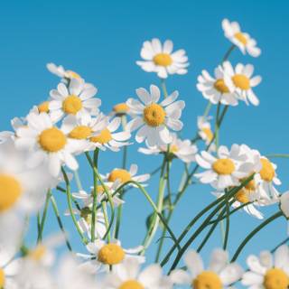 Flowers laptop wallpaper
