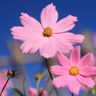 Flowers laptop wallpaper