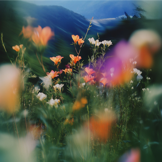 Flowers laptop wallpaper