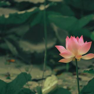 Flowers laptop wallpaper