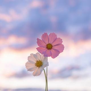 Flowers laptop wallpaper