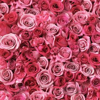 Flowers laptop wallpaper